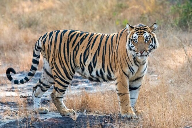 05 Days - Private Luxury Golden Triangle Tour with Ranthambore - Key points to know before booking