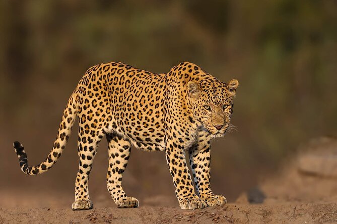 05 Days - Private Luxury Golden Triangle Tour with Ranthambore - Day 3: Two safari chances in Ranthambore