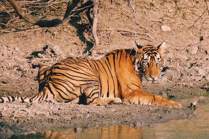 08 Days Golden Triangle Tour with Ranthambore and Jhalana Safari - Why this route works better than a quick Golden Triangle