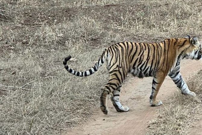 08 Days Golden Triangle Tour with Ranthambore and Jhalana Safari - Jaipur starts with temples and a leopard safari