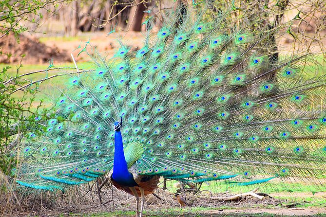 12-Days - Splendors of Golden Triangle & Rajasthan - Agra puts the Taj Mahal at the center