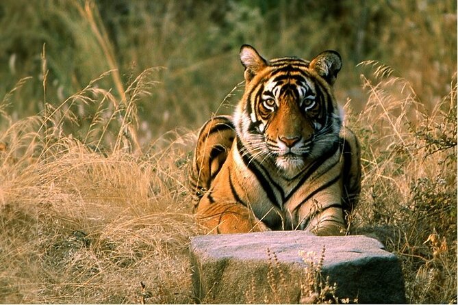 14 Days Golden Triangle with Wildlife Safari & Heritage Rajasthan - Agra delivers the emotional center