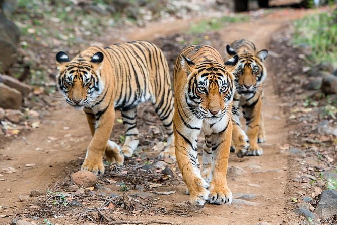 2-Day Ranthambore Safari with Sunrise view of Taj Mahal - Why this two-day Delhi trip works