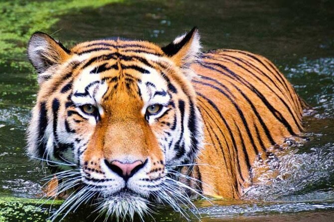 2-Day Ranthambore Safari with Sunrise view of Taj Mahal - The 4 AM departure from Delhi