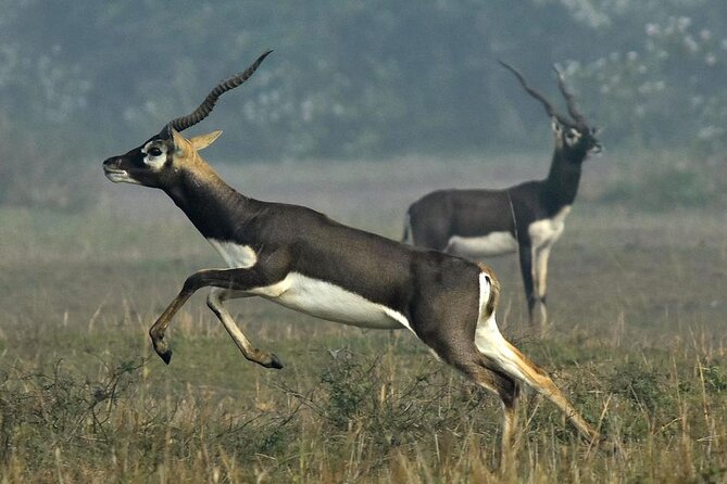 2-Day Ranthambore Safari with Sunrise view of Taj Mahal - Itmad-ud-Daulah and the quieter side of Agra