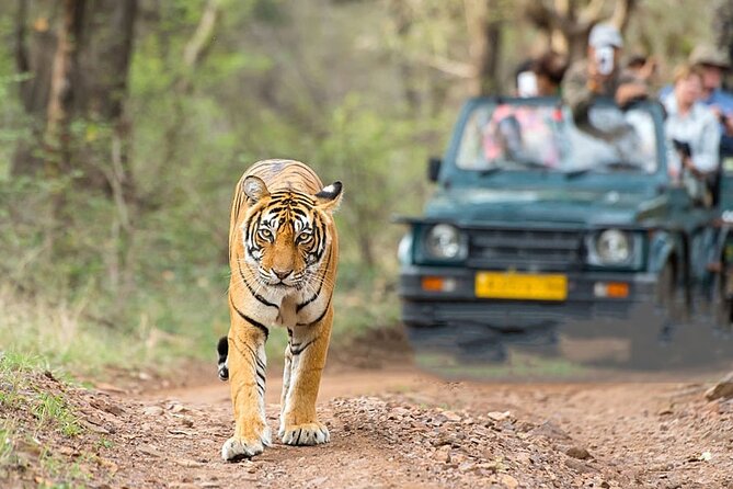 2-Day Ranthambore Safari with Sunrise view of Taj Mahal - Drivers, guides, and the value of private transport
