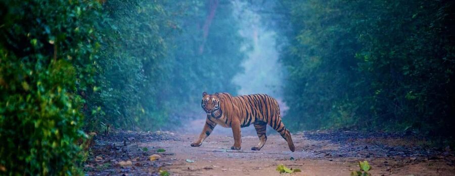 3- Day Jim Corbett National Park Tour - What the $280 Jim Corbett package really gives you