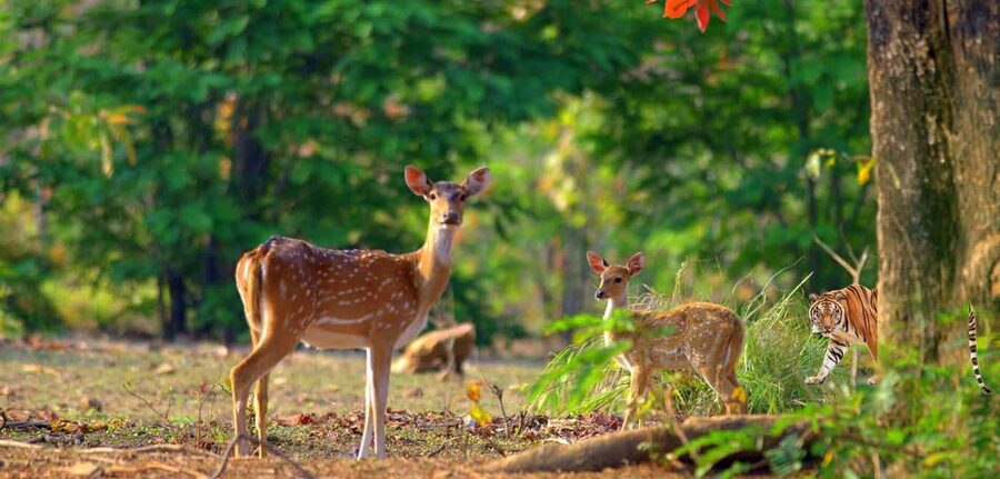 3- Day Jim Corbett National Park Tour - The six-hour road from Delhi to the forest