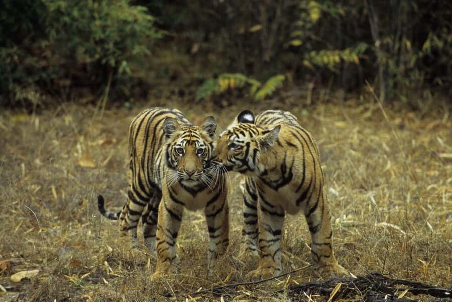 3- Day Jim Corbett National Park Tour - How to think about the tiger question