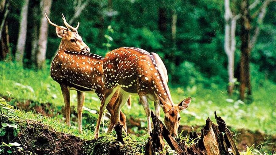 3- Day Jim Corbett National Park Tour - Garjiya Devi Temple above the Kosi River