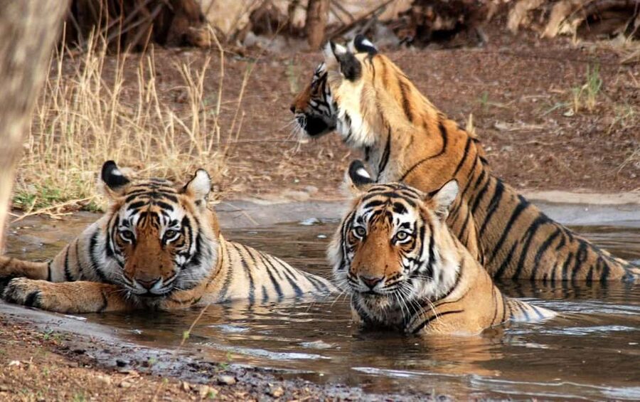 3- Day Jim Corbett National Park Tour - Day one: check in, then enter Jim Corbett