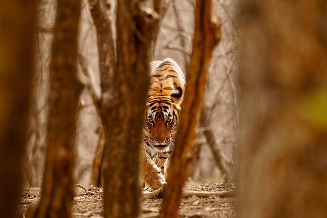 3-Day Private Ranthambhore Tiger Tour Including Delhi, Agra, Jaipur - Agra Fort adds the imperial story