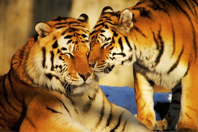 4 Day Golden Triangle Tour with Ranthambore Tiger Tour - Day 1: Delhi’s monuments before the drive to Agra