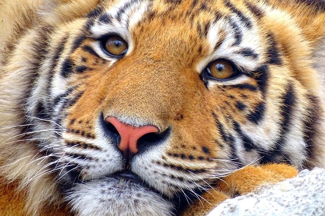 4 Day Golden Triangle with Ranthambore Tiger Safari Tour from Delhi - Should you book the Golden Triangle and Ranthambore tour?