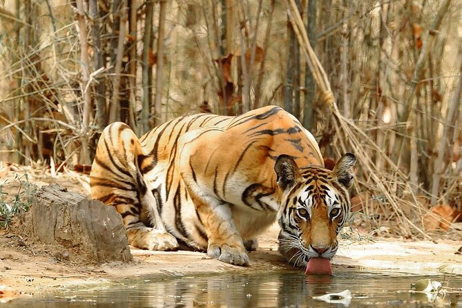 4-Day Private Delhi, Agra & Jaipur with Ranthambore Tiger Safari - What the $259 price really covers