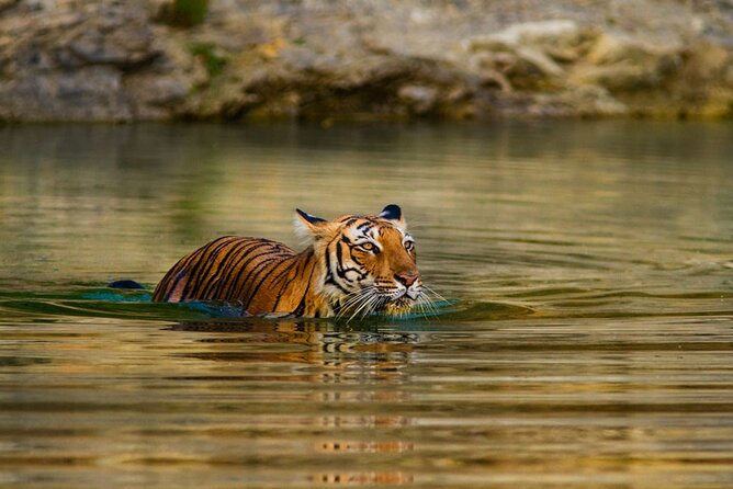 4-Day Private Ranthambhore Tiger Tour Including Delhi, Agra and Jaipur - Ranthambore gives you two chances at a tiger