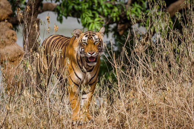 4-Day Private Ranthambhore Tiger Tour Including Delhi, Agra and Jaipur - Who should choose this tour?