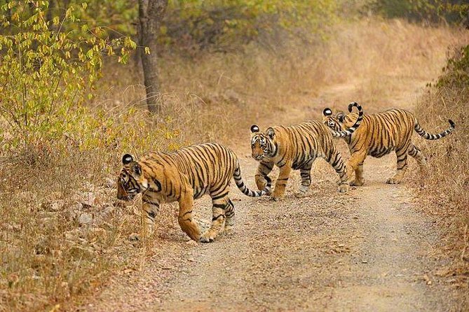 4-Day Ranthambore Tiger Safari Tour to Agra and Jaipur from Delhi - Meals, hotels, and what the price covers