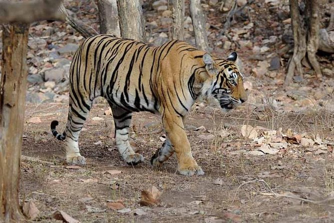 4 Days Golden Triangle Tour with Ranthambore from Delhi - Day 3: Ranthambore and the chance to see a tiger