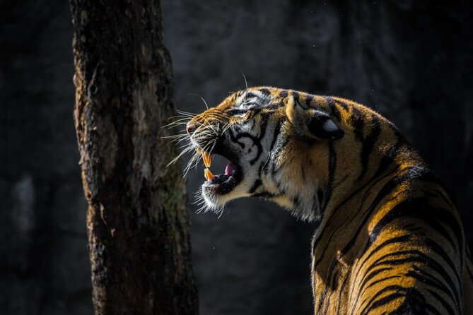 4-Days Golden Triangle Tour with Ranthambore Safari from Delhi - Key points at a glance