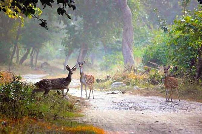 5-Day Golden Triangle Delhi Agra Jaipur Tour with Leopard Safari - What the private car and guides add