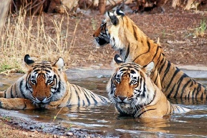 5-Day Private Delhi, Agra and Jaipur with Ranthambhore Tiger Tour From Delhi - Delhi’s monuments in one full first day