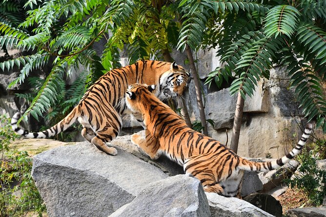 5 Days Golden Triangle Tour with Ranthambore(Delhi Agra Jaipur Ranthambore Tour) - Day five: returning to Delhi
