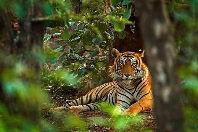5 Days Golden Triangle Tour with Ranthambore Tiger Safari - What the $399.20 price includes