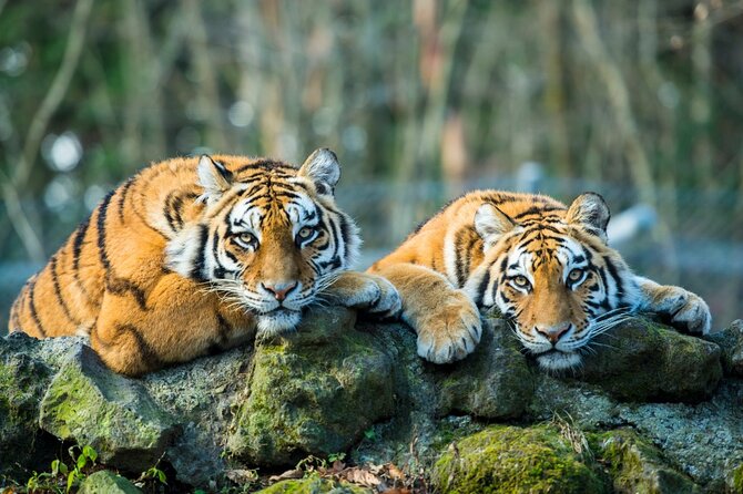 5 Days Golden Triangle with Ranthambore (Delhi Agra Jaipur Ranthambore Tour) - Day 1: Delhi landmarks, then four hours toward Agra