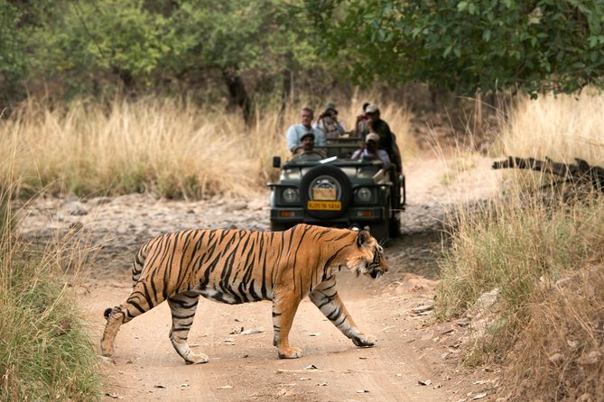 6 Days Golden Triangle Tour with Ranthambore: Delhi Agra Jaipur Ranthambore Tour - Day four: an early safari, then Jaipur