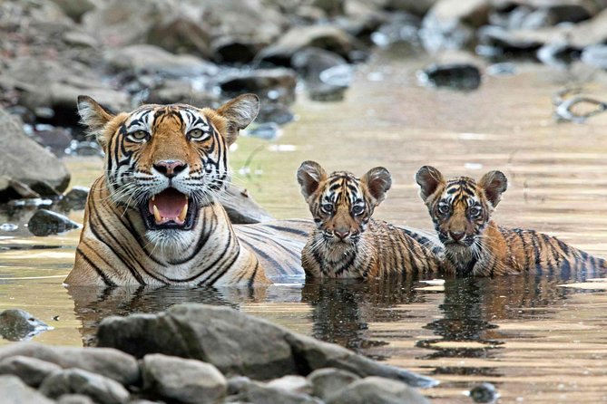 6 Days Golden Triangle Tour with Ranthambore: Delhi Agra Jaipur Ranthambore Tour - Day five: Amber Fort, Hawa Mahal, and Jaipur’s royal center