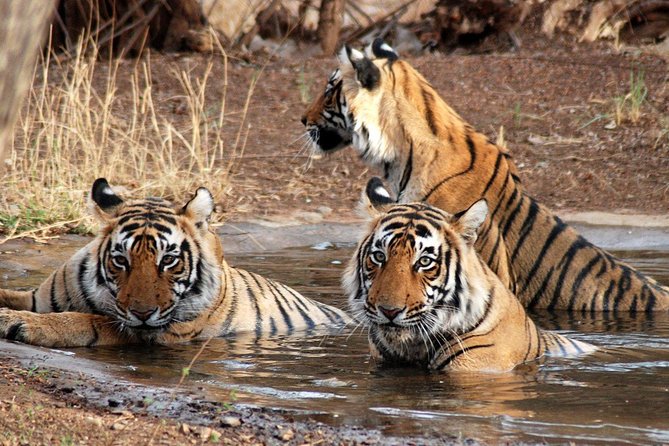 6 Days Golden Triangle Tour with Ranthambore: Delhi Agra Jaipur Ranthambore Tour - Day one: Qutub Minar and Delhi’s Mughal monuments