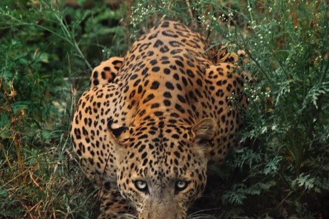 6-Days Golden Triangle Tour With Ranthambore & Jhalana Safari - Why six days works better than the usual Golden Triangle dash