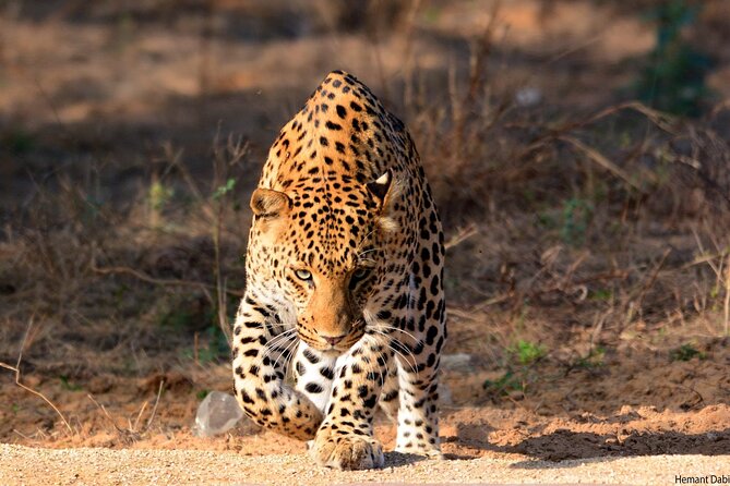 6-Days Golden Triangle Tour With Ranthambore & Jhalana Safari - Delhi’s monuments and Old Delhi’s crowded lanes