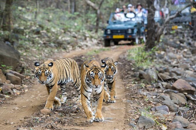 7-Day Golden Triangle Tour with Ranthambore Tiger Safari - The final Jaipur to Delhi drive needs careful timing