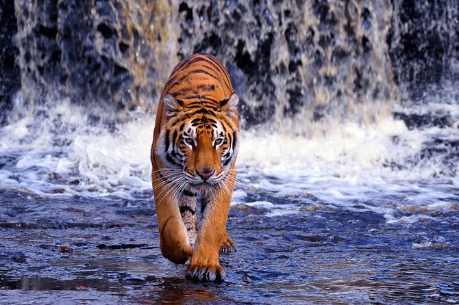 7 Day Golden Triangle Tour with Ranthambore Tiger Tour - Agra brings the fort and Taj Mahal into focus