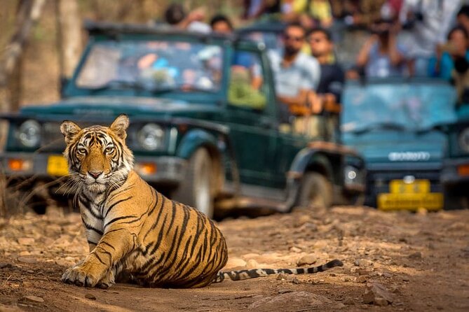 7 Days Golden Triangle Tour with Ranthambore & Varanasi Tour - Day 3: Ranthambore and the shared safari