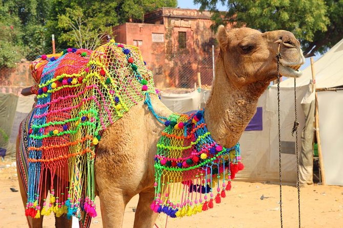 7 - Days Private Golden Triangle Tour with Pushkar - A well-paced private route with one important extra cost