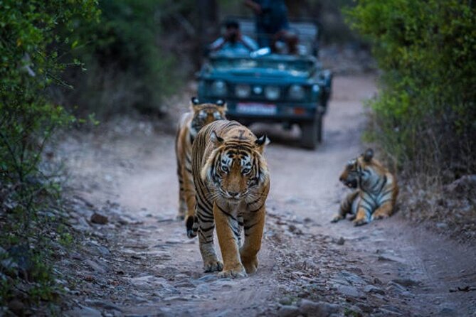 7 Days Ranthambore Tiger Safari and The Golden Triangle Tour - Is $765.99 a fair price?