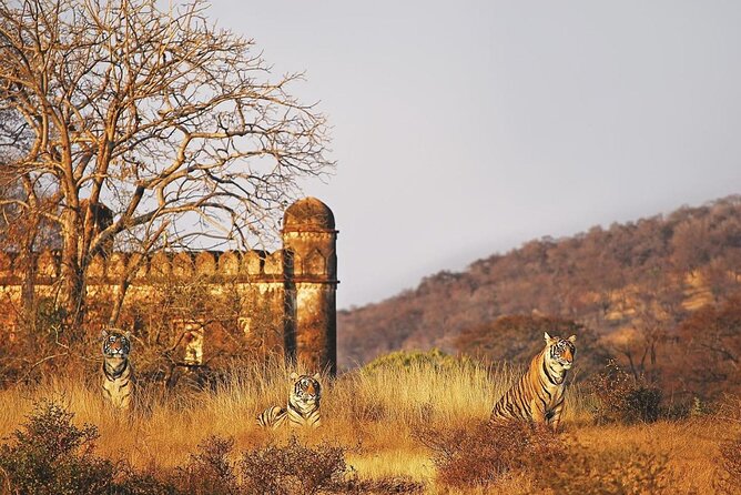 7 Days Ranthambore Tiger Safari and The Golden Triangle Tour - Day 2: Agra Fort and a Yamuna-side Taj view