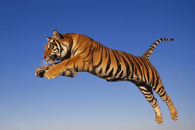 8 Day Golden Triangle Tour with Ranthambore {Taj , Tigers & More} - What the $799 price really covers
