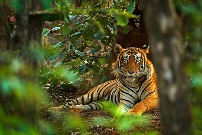 8-Day Private Golden Triangle Tour with a Ranthambore Wildlife Safari From Delhi - Why this route works for a first visit