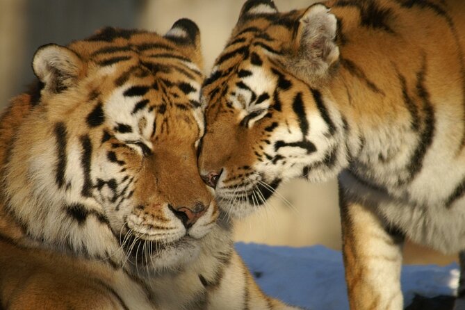 8 Days Golden Triangle Tour with Ranthambore Tiger Tour - Sunrise at the Taj Mahal is the trip’s signature moment