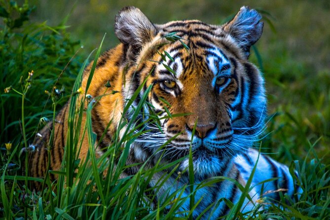 8 Days Golden Triangle Tour with Ranthambore Tiger Tour - Agra brings the Taj Mahal into focus