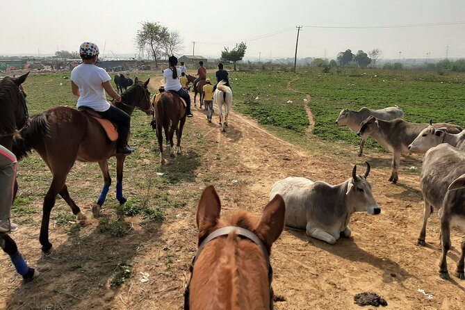 Aravali Trail Experience( Jungle Safari Forest area)- Horseback Riding - A private lesson that adjusts to your group