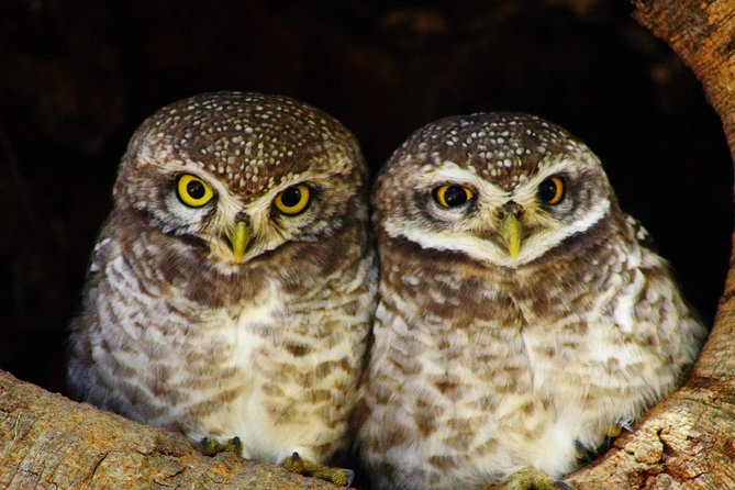 Bharatpur Bird watching & Wildlife from Delhi - The ancient Shiva Temple inside the sanctuary