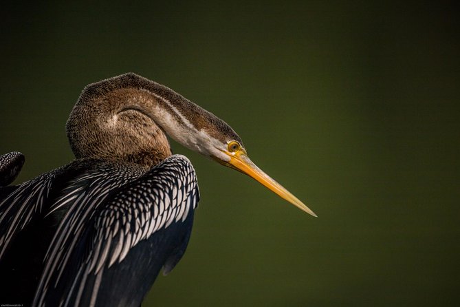 Bharatpur Bird watching & Wildlife from Delhi - Lunch is flexible, but not included