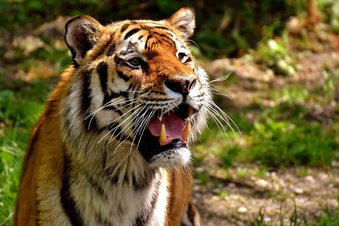 Delhi, Agra, Jaipur & Ranthambhore Tiger Safari 5-Day Tour - The route in plain English