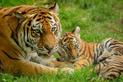 Delhi, Agra, Jaipur & Ranthambhore Tiger Safari 5-Day Tour
