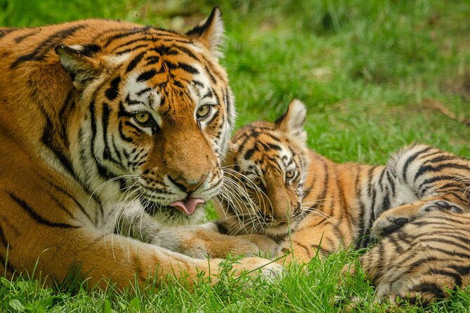 Delhi, Agra, Jaipur & Ranthambhore Tiger Safari 5-Day Tour - Days 3 and 4: Three safari drives in Ranthambore